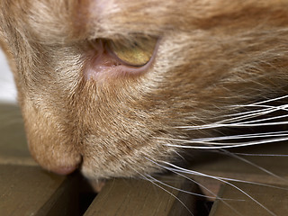Image showing Maine Coon cat detail