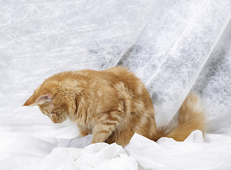 Image showing Maine Coon kitten