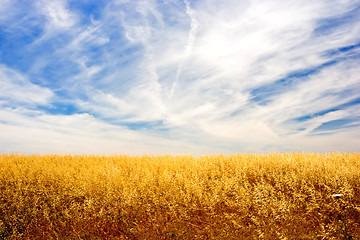 Image showing Golden Field