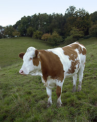 Image showing brown and white skewbald cow out at feed