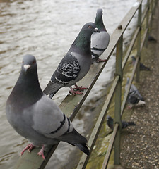 Image showing doves sitting on balustrade