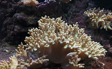 Image showing coral+