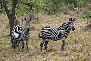 Image showing Zebras in Africa