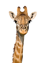 Image showing Massai Giraffe