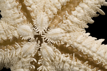 Image showing abstract starfish detail