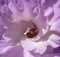 Image showing gladiolus flower