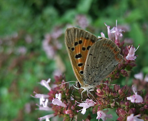 Image showing butterfly named Lycaena phlaeas