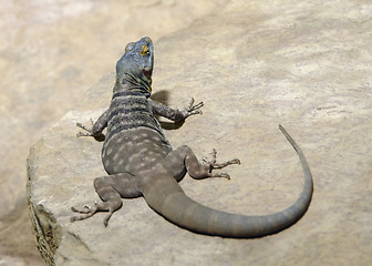 Image showing Lizard on stone surface