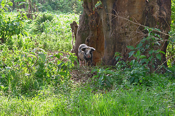 Image showing small pig in Uganda