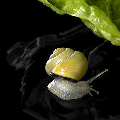 Image showing yellow Grove snail and salad