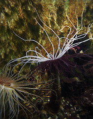 Image showing Sea anemones with long tentacles