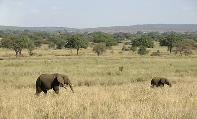 Image showing Elephants in Tangire National Park