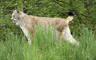 Image showing Eurasian Lynx in natural back