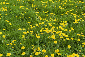 Image showing sunny dandelion meadow