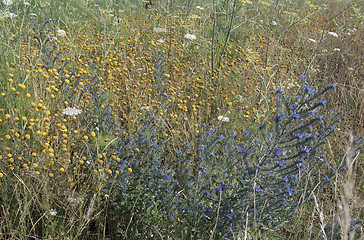 Image showing various sweet herbs