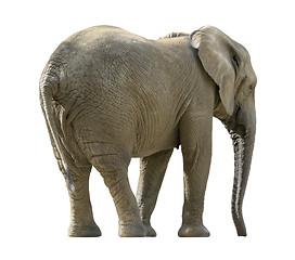 Image showing african elephant