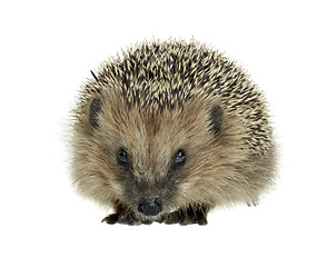 Image showing young hedgehog in white back