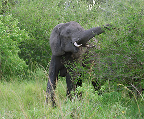 Image showing Elephant at fed in Uganda