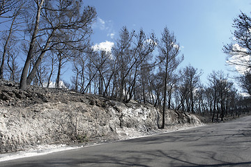 Image showing roadside scenery after a forest fire