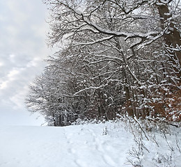 Image showing winter forest