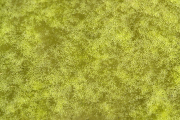 Image showing green bubbly slime detail