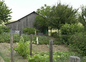 Image showing allotment garden and utility shed