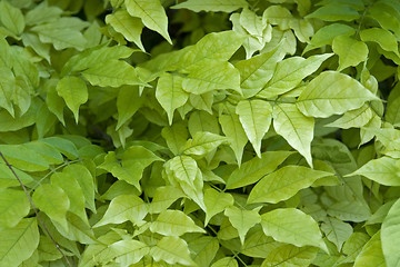 Image showing fresh green leaves