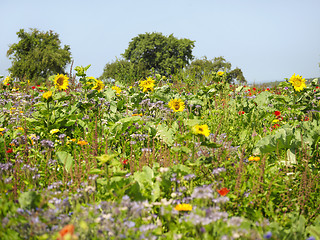 Image showing flowering meadow and trees