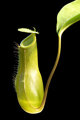 Image showing carnivorous plant detail