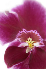 Image showing violet orchid