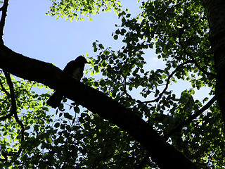 Image showing Bird silhouette