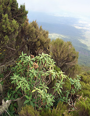 Image showing plants in the Virunga Mountains