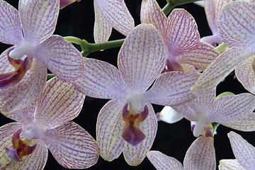 Image showing colorful orchid flowers