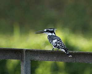 Image showing Kingfisher on metallic bar