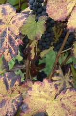 Image showing grape leaves detail