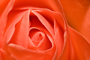 Image showing Red Rose