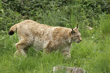 Image showing Eurasian Lynx sneaking in green vegetation