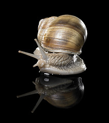 Image showing Grapevine snail on black