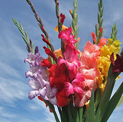 Image showing bunch of gladioli flowers
