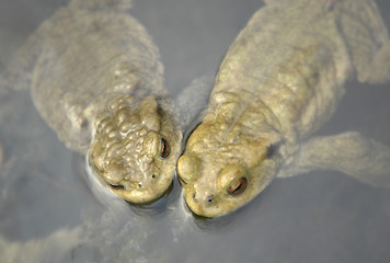 Image showing common toads in a pond