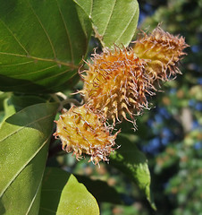 Image showing sunny illuminated beech-nuts