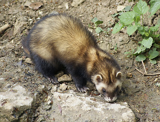 Image showing Ferret in stony back