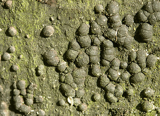 Image showing green bark detail