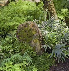 Image showing dense jungle vegetation scenery