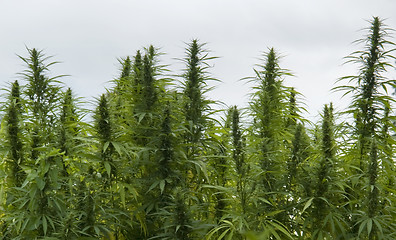 Image showing hemp field detail