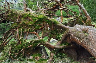 Image showing overgrown tree trunk