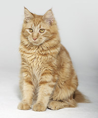 Image showing Maine Coon kitten