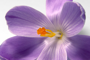 Image showing violet crocus flower closeup