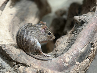 Image showing striped grass mouse