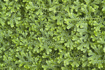 Image showing abstract green leaves background